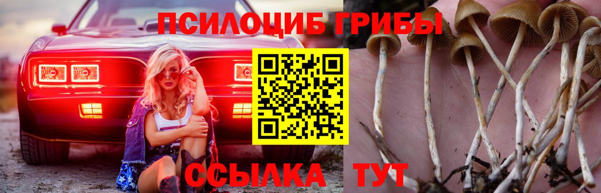 Псилоцибиновые грибы Cubensis Азов